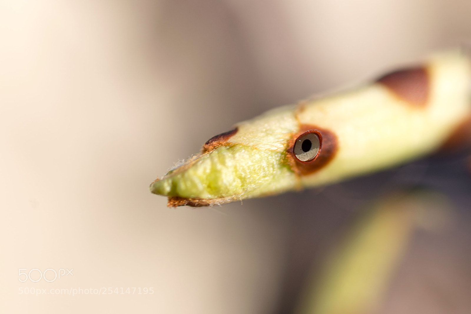 Nikon D600 sample photo. Почки с глазками photography
