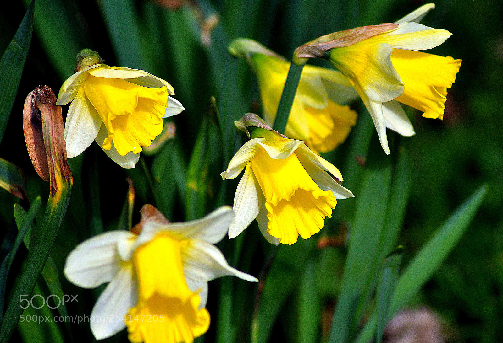Nikon D3000 sample photo. Shape  of  spring photography