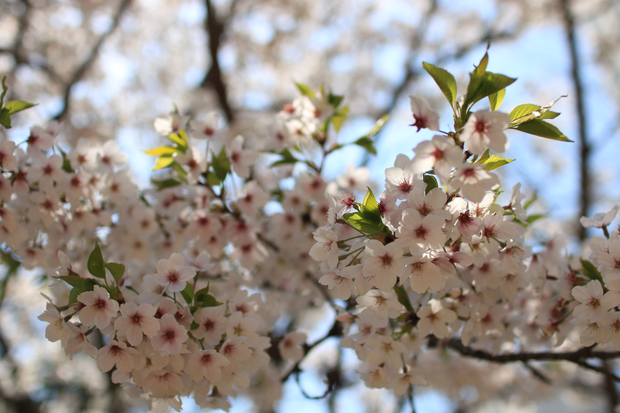 Canon EOS 750D (EOS Rebel T6i / EOS Kiss X8i) + Sigma 30mm F1.4 EX DC HSM sample photo