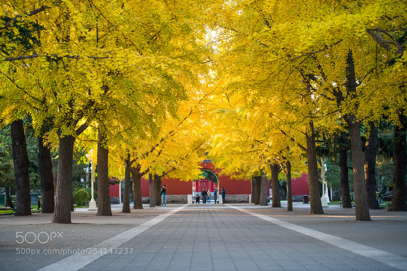 Nikon D850 sample photo. 银杏 photography