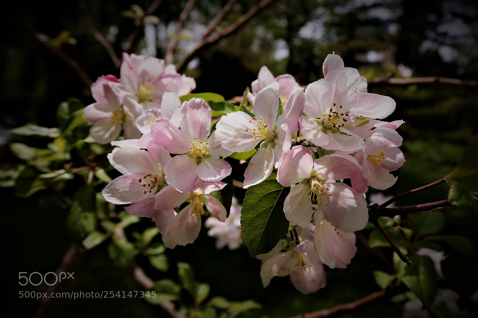 Canon EOS-1D X sample photo. Untitled photography
