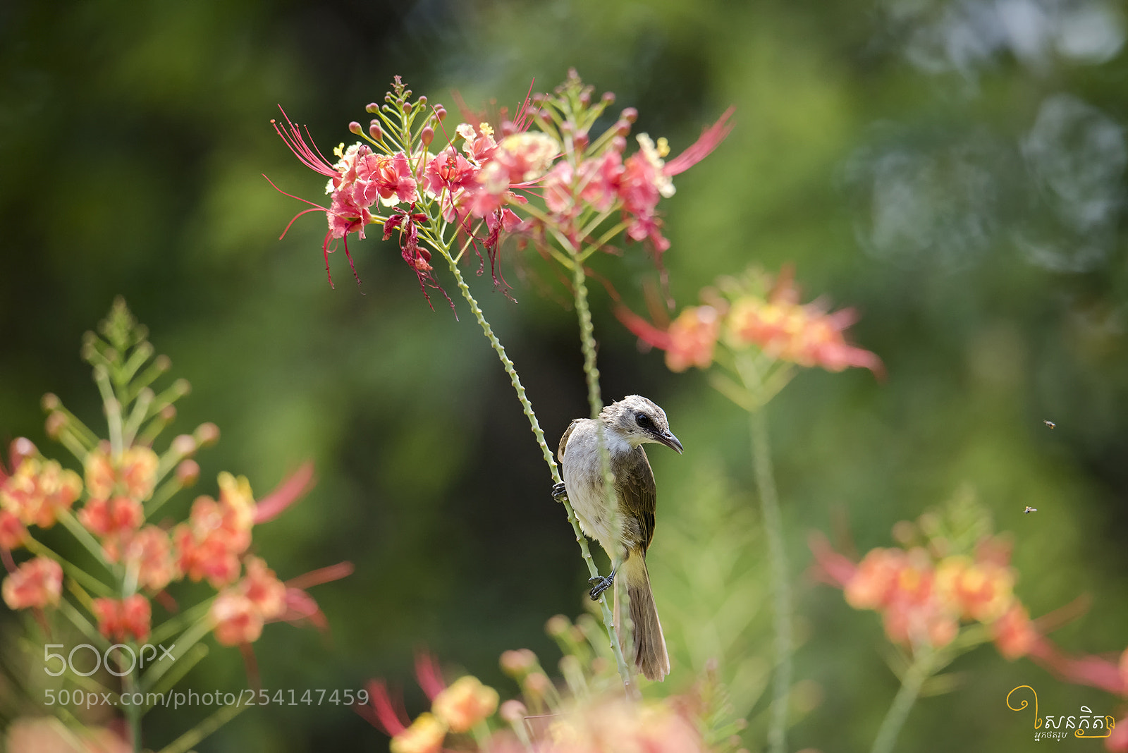 Nikon D810 sample photo. Common beauty photography