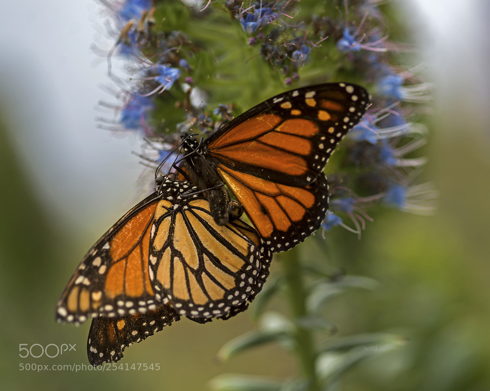 Nikon D610 sample photo. The beauty of love photography