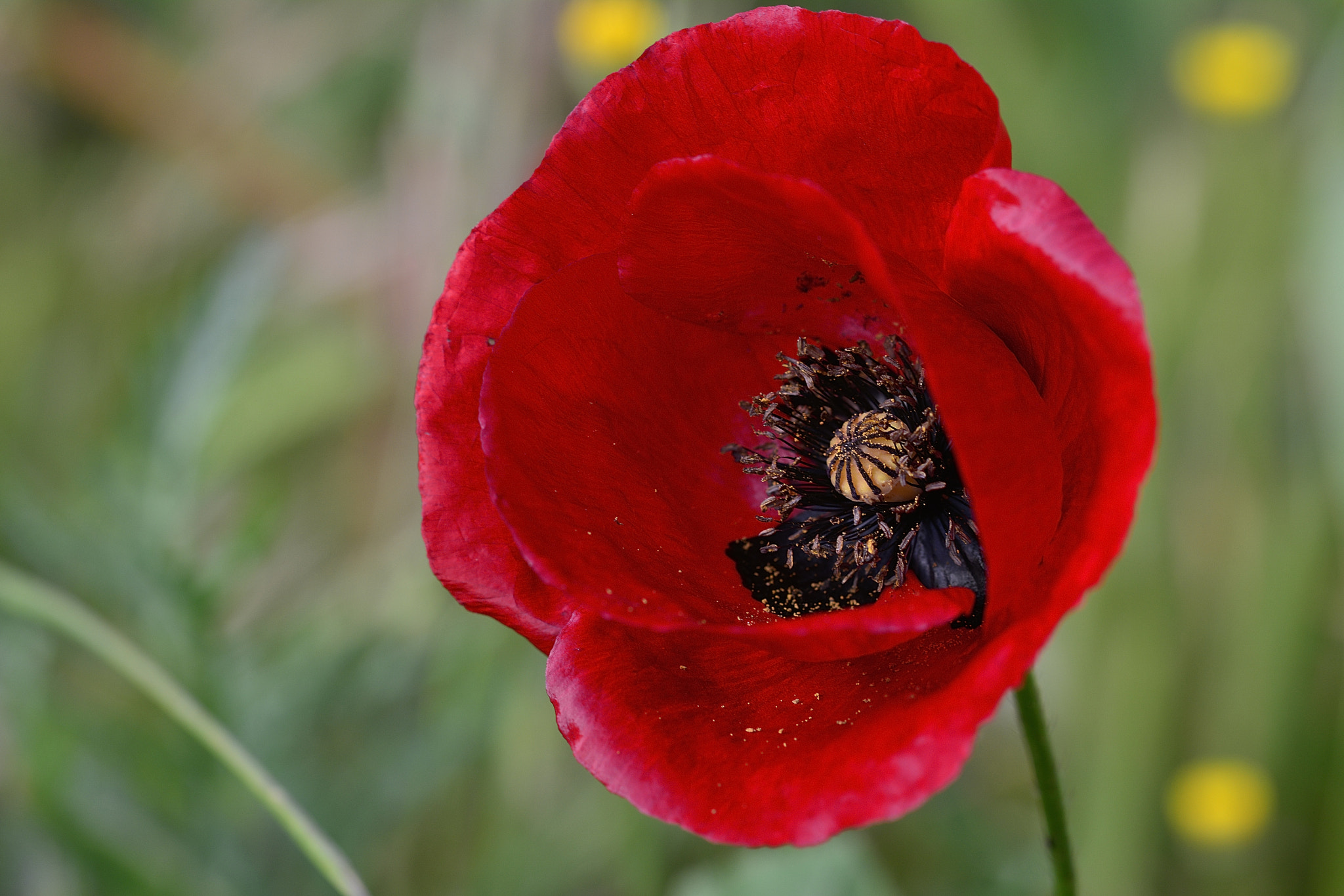 Nikon D7100 sample photo. Poppy photography
