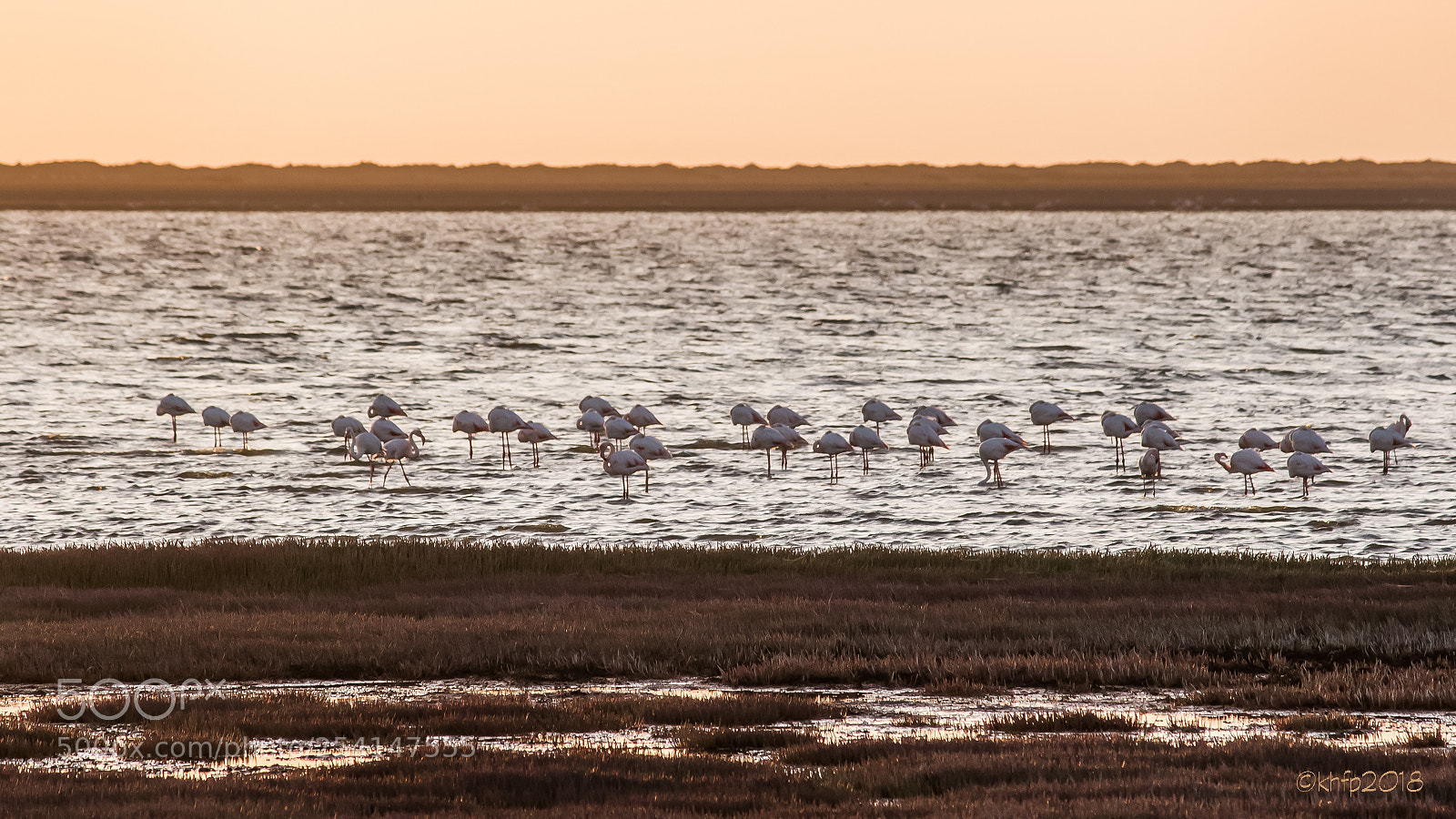 Canon EOS 650D (EOS Rebel T4i / EOS Kiss X6i) sample photo. Flamingos in the walvis photography