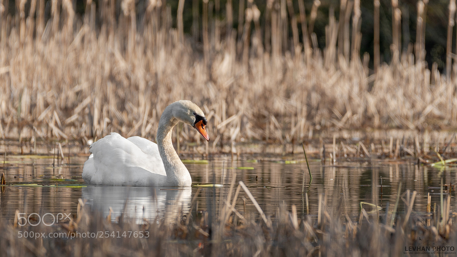 Nikon D500 sample photo. Swan photography