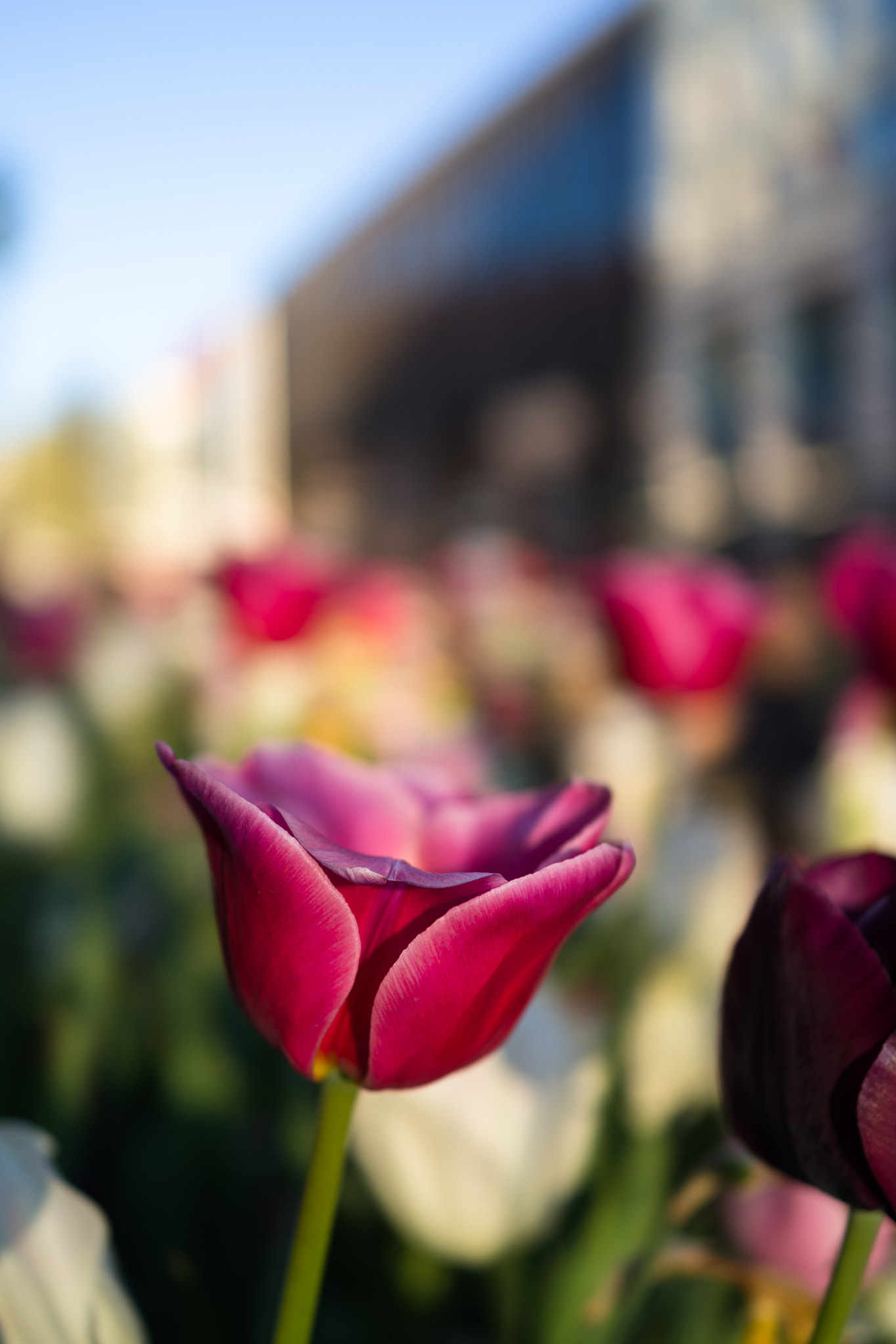 Sony Cyber-shot DSC-RX1 sample photo. Tulip photography