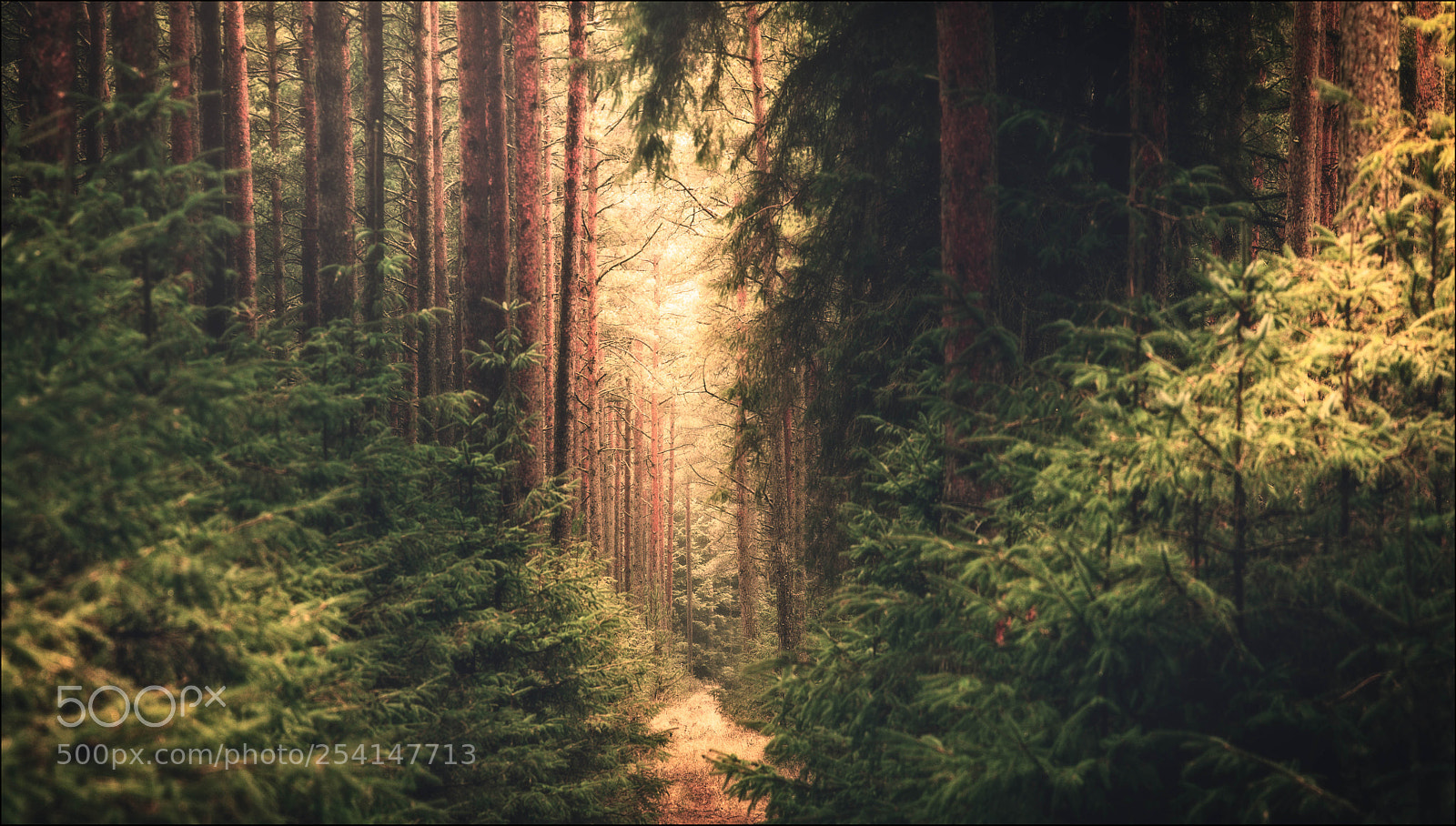 Canon EOS 5D Mark II sample photo. Mindwalk photography
