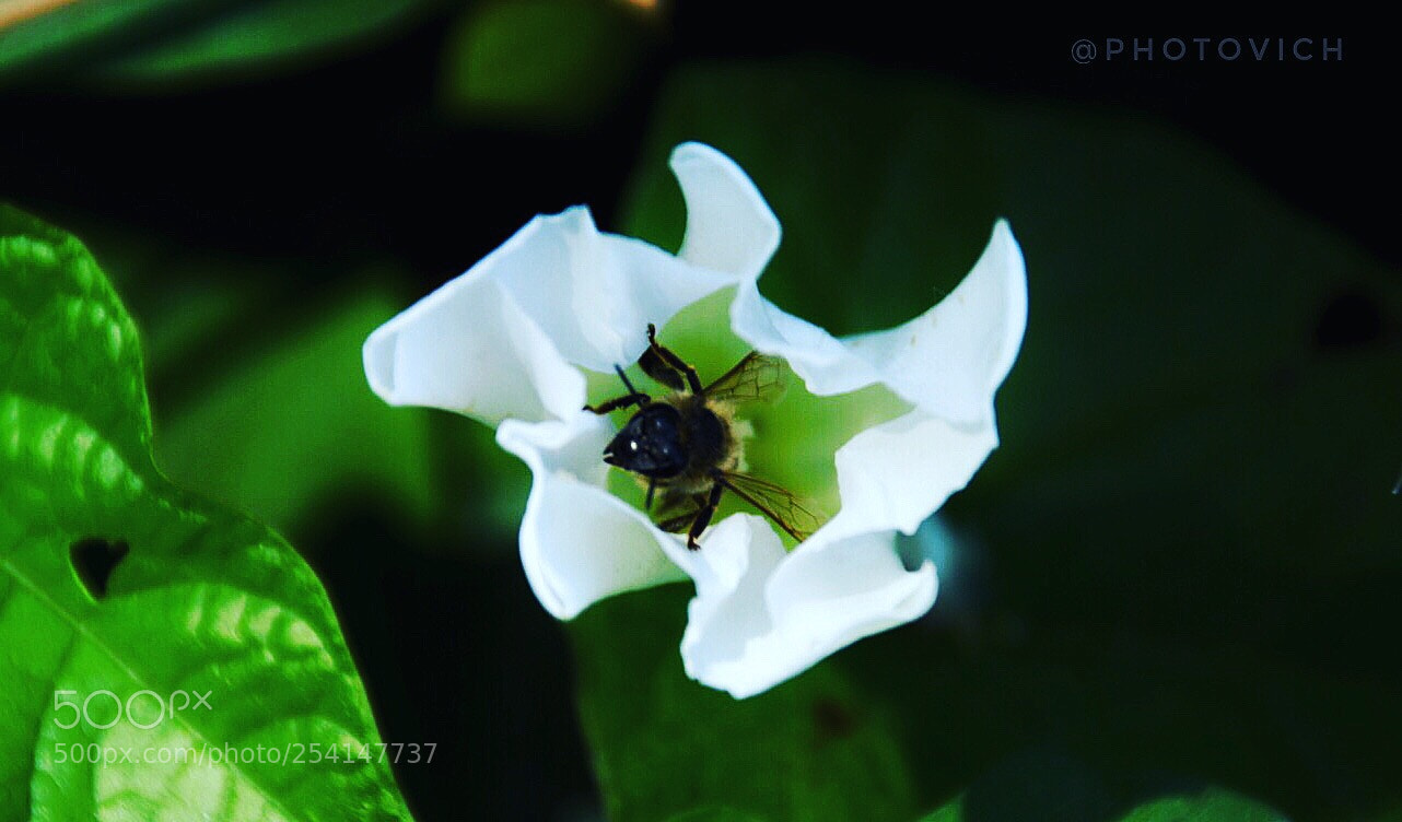 Nikon D5300 sample photo. Hidden photography