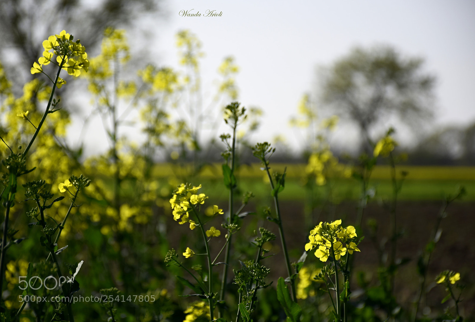 Nikon D5300 sample photo. Untitled photography
