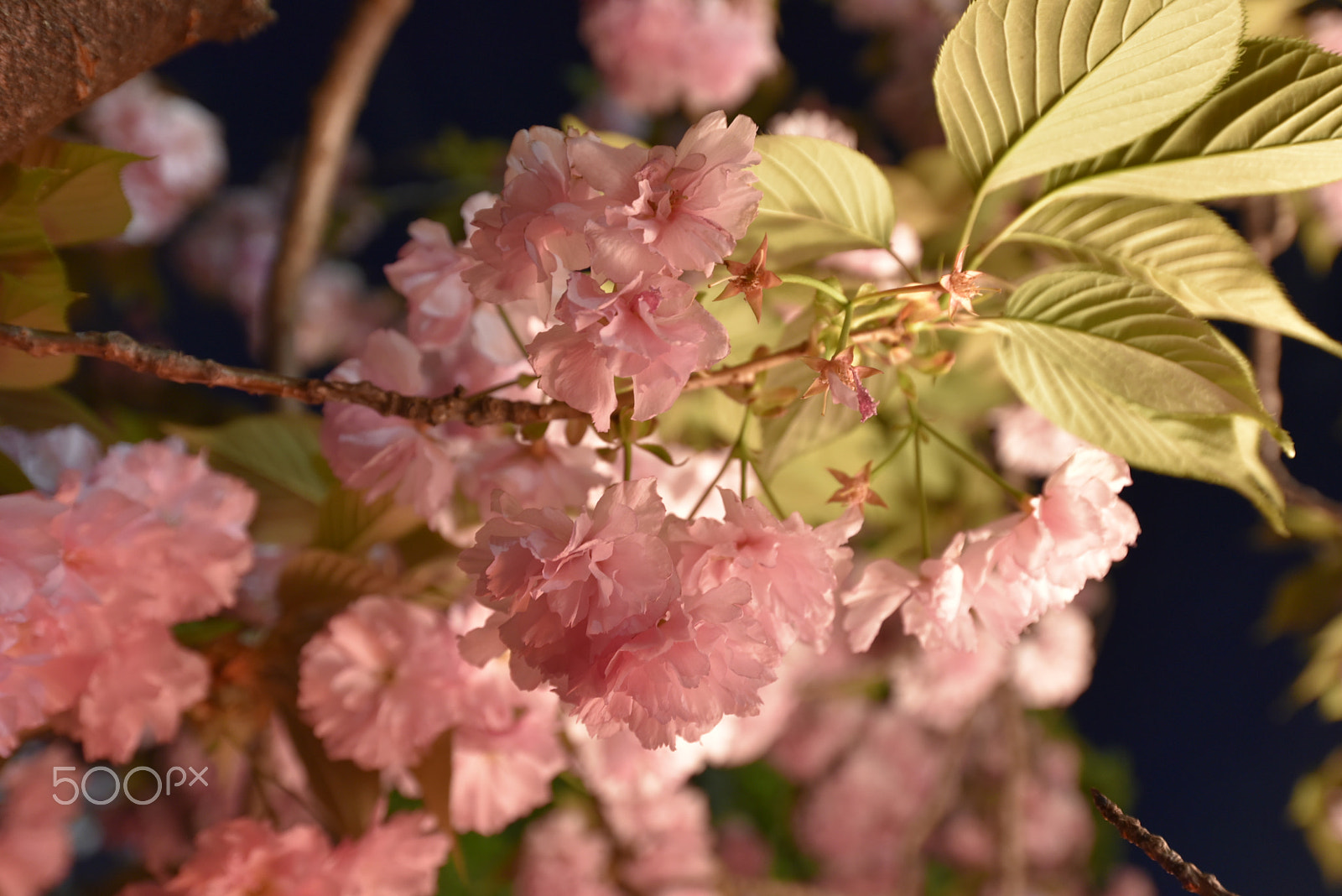 Nikon AF-S Nikkor 18-35mm F3.5-4.5G ED sample photo. Yozakura photography