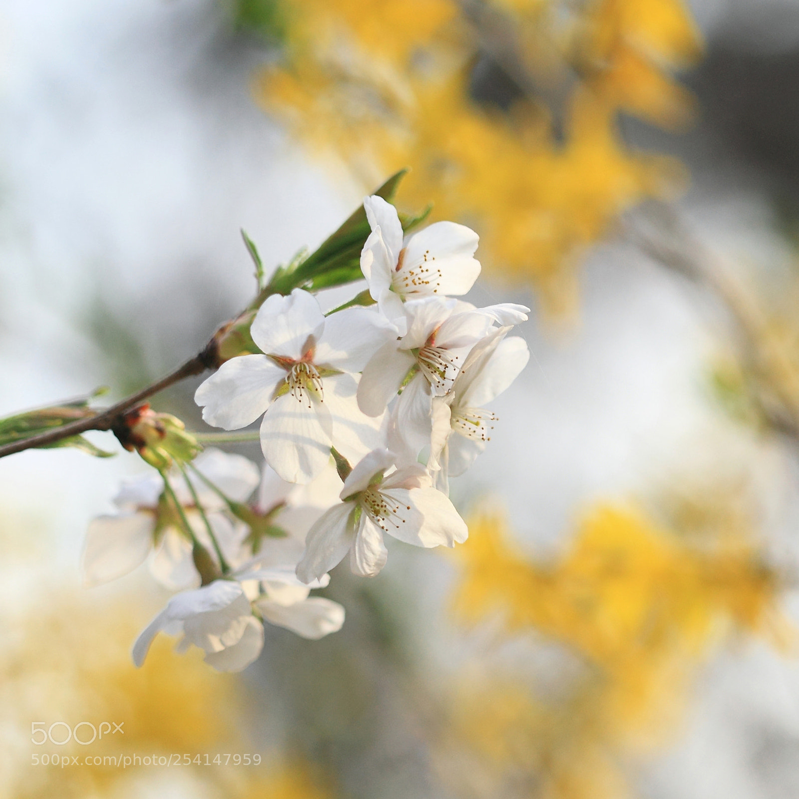 Canon EOS 5D Mark II sample photo. The messenger of spring photography