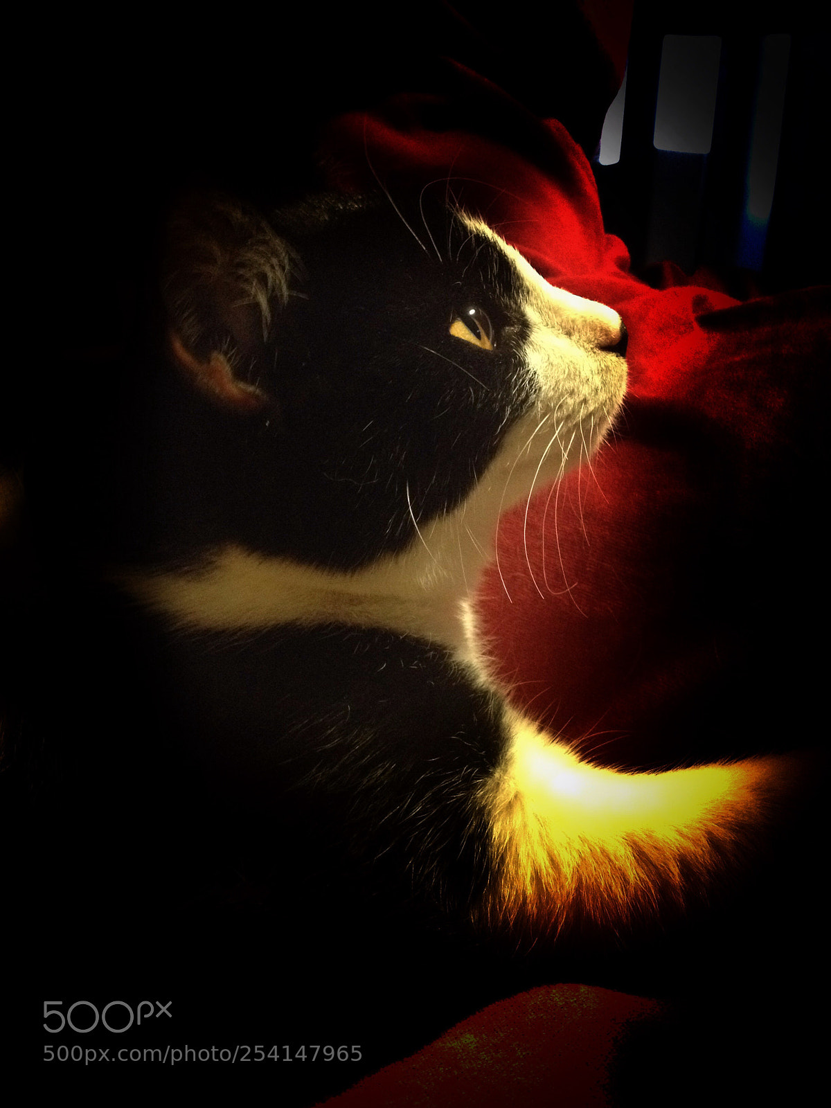 Apple iPhone 4S sample photo. Untitled photography