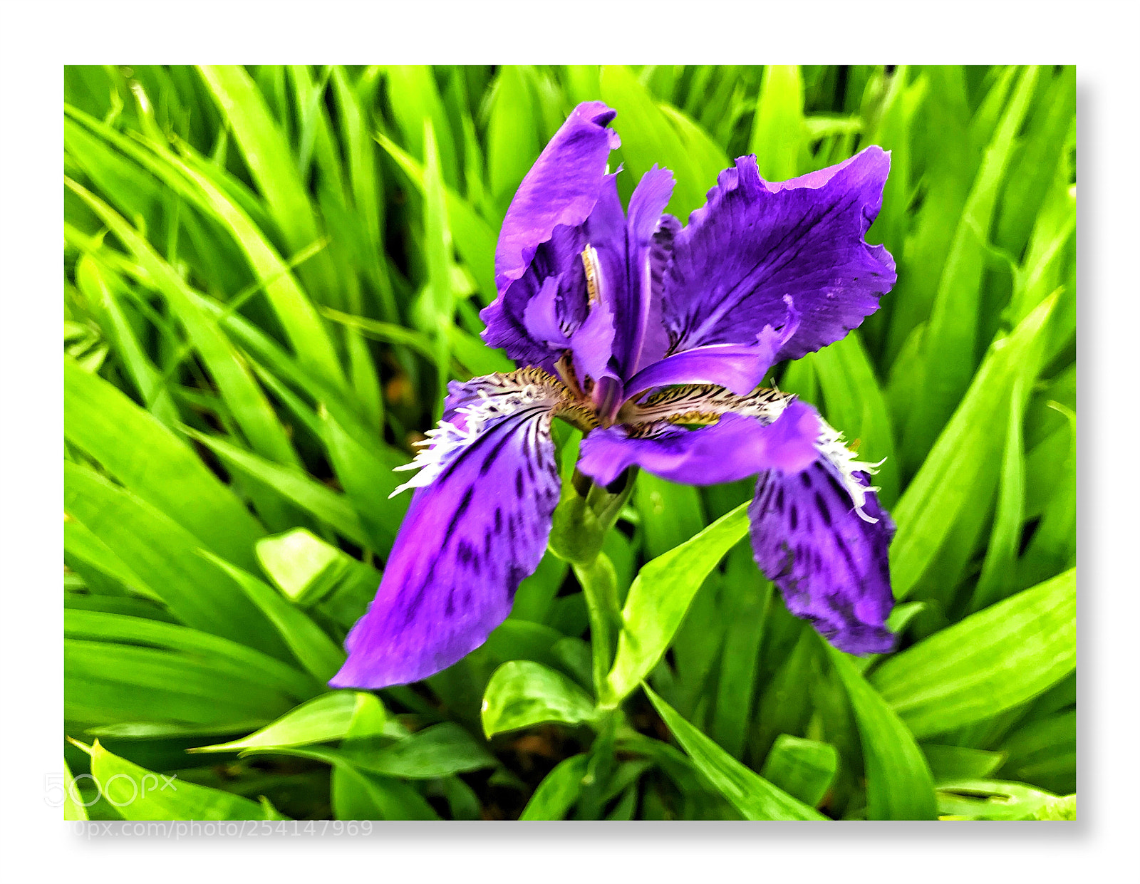Apple iPhone 7 sample photo. Iris tectorum photography