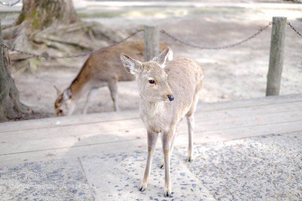 Fujifilm X-E2 sample photo. Deers at todaiji temple photography