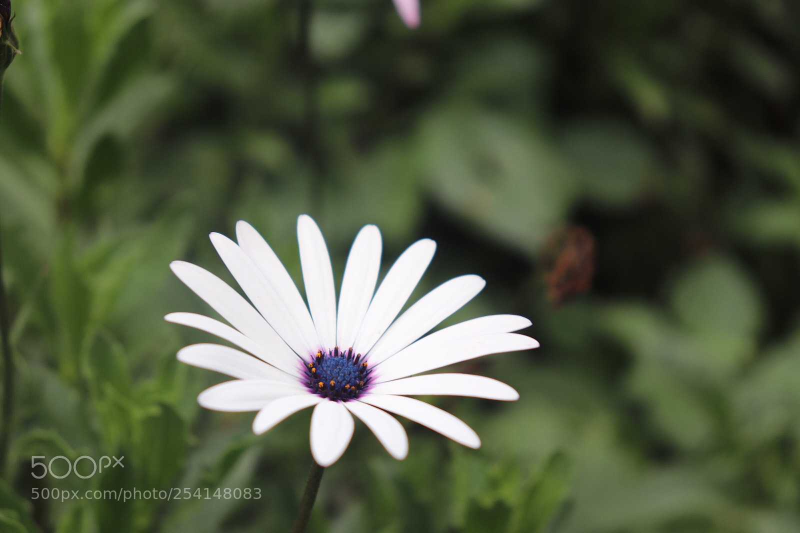 Canon EOS 800D (EOS Rebel T7i / EOS Kiss X9i) sample photo. Opens up! photography
