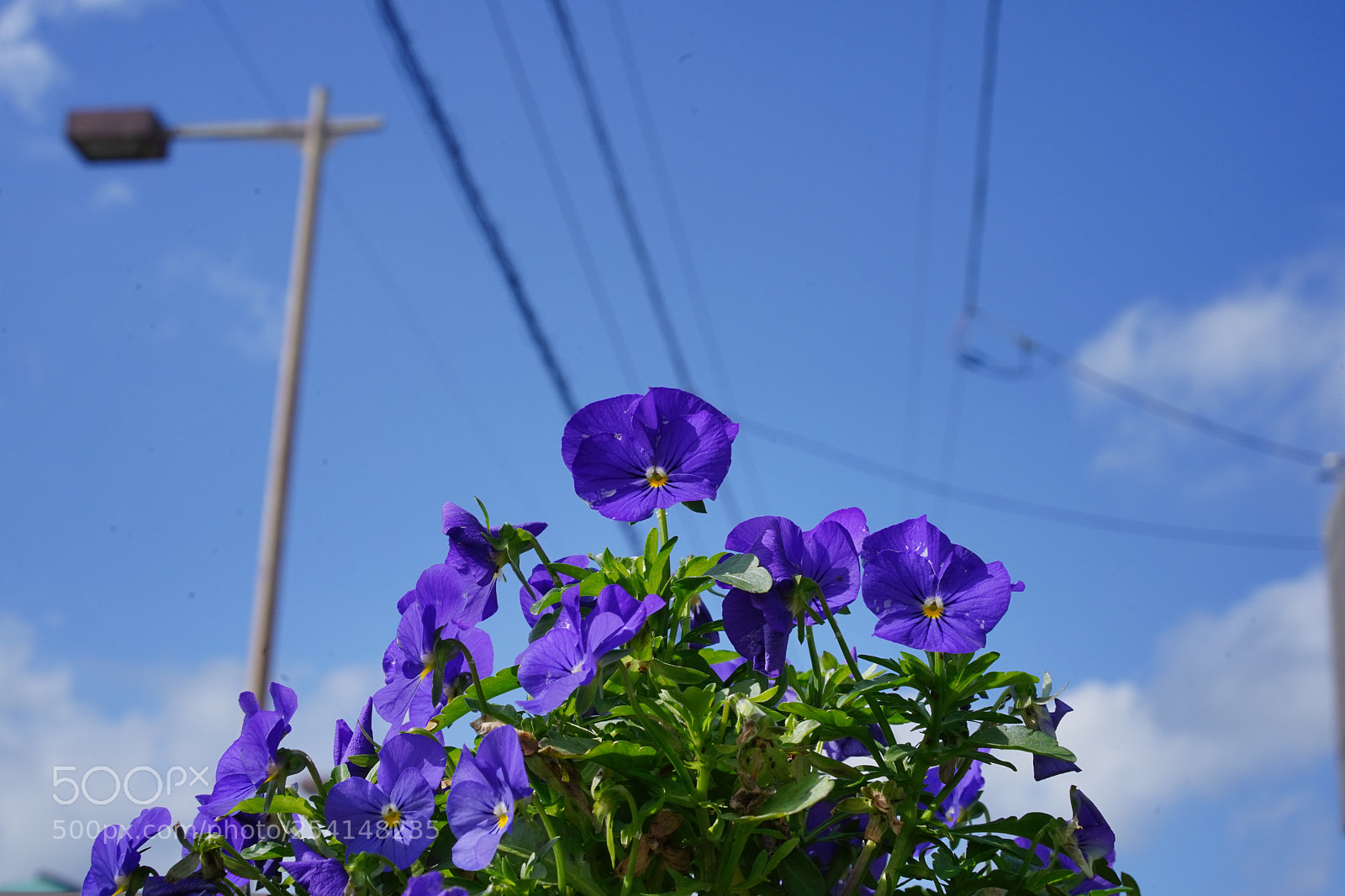 Sony a7 III sample photo. Violet flowers after rain photography