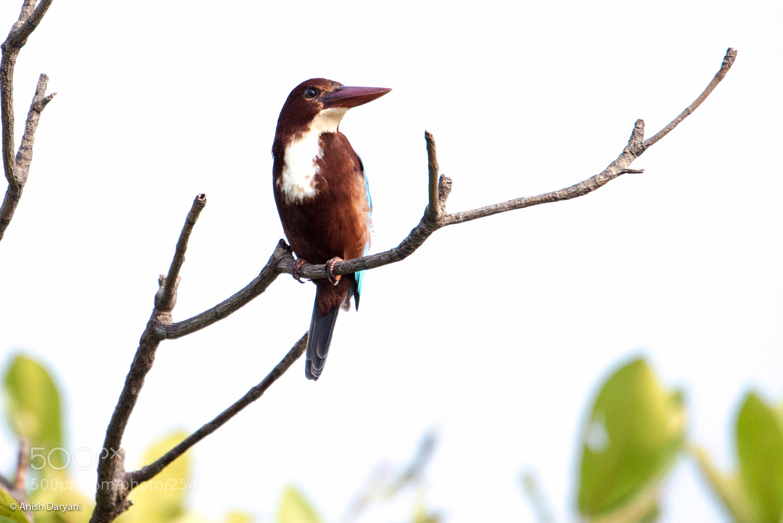 Nikon D810 sample photo. White-breasted kingfisher photography