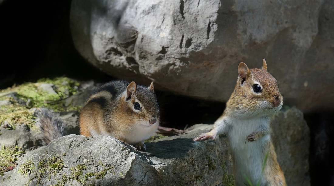 Sony a6300 sample photo. Chipmunks photography