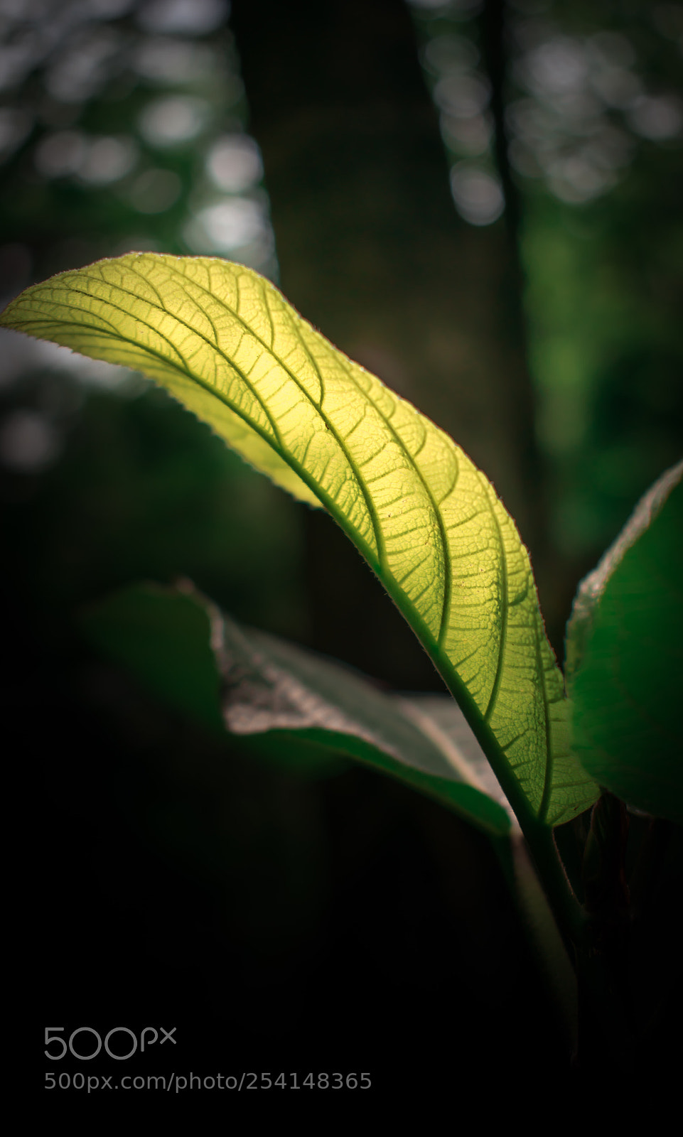 Nikon D5300 sample photo. Untitled photography