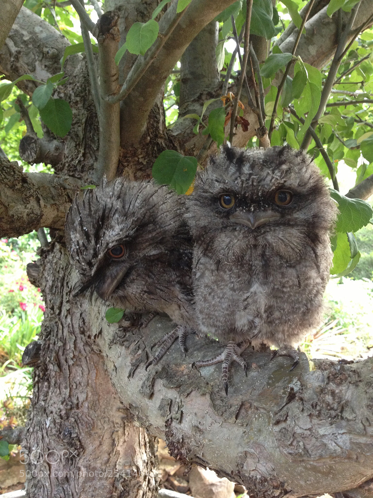 Apple iPhone 4S sample photo. Tawny frog mouth siblings photography