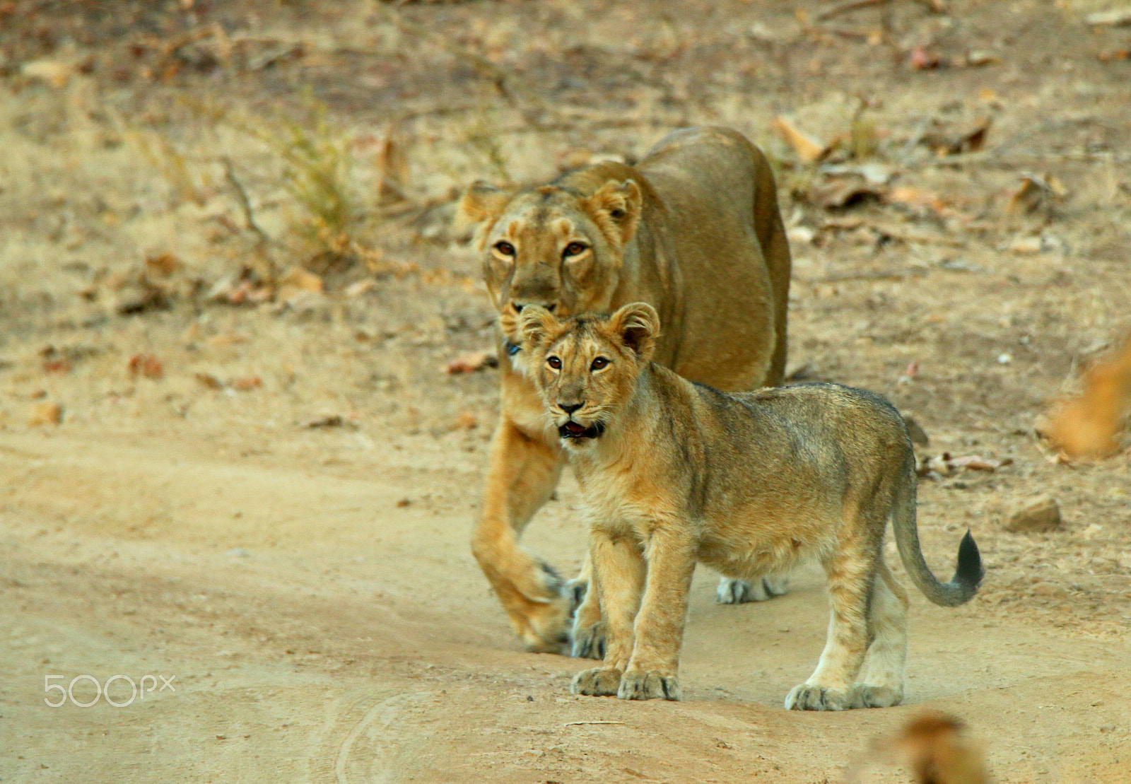 Canon EOS 70D sample photo. Mother and cub photography
