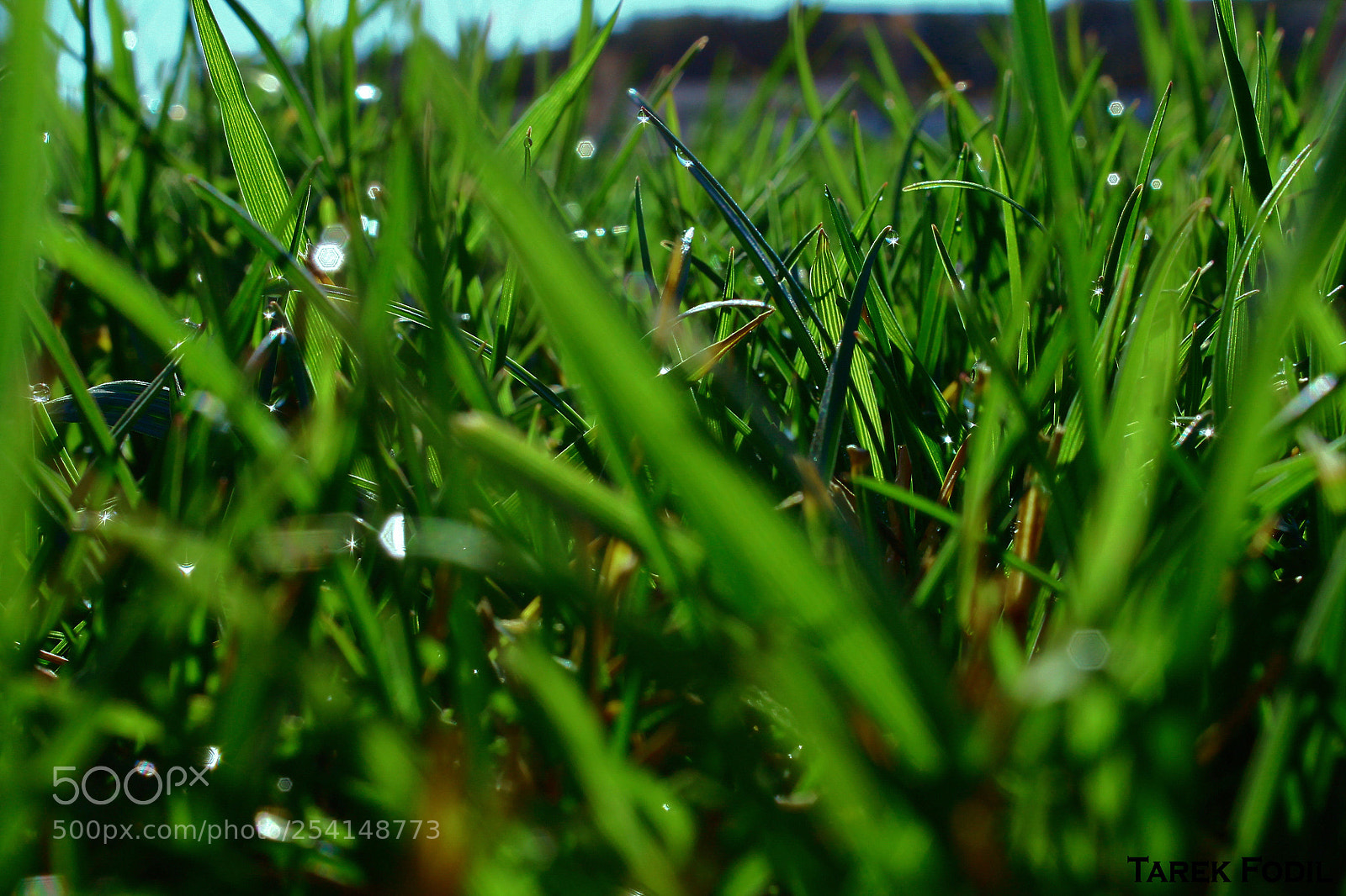 Canon EOS 1100D (EOS Rebel T3 / EOS Kiss X50) sample photo. Green grass photography