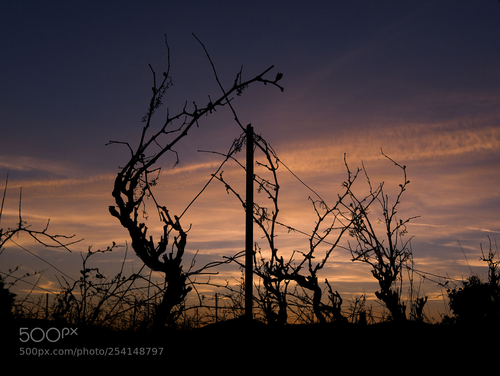 Panasonic Lumix DMC-GX85 (Lumix DMC-GX80 / Lumix DMC-GX7 Mark II) sample photo. Vignes photography
