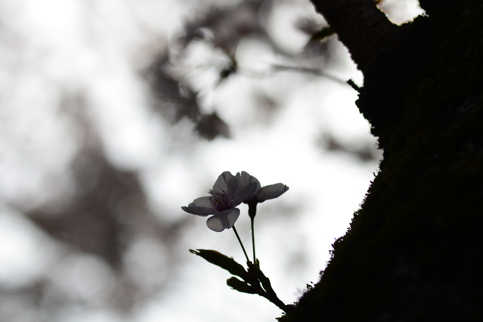ZEISS Makro-Planar T* 100mm F2 sample photo. Dsc photography