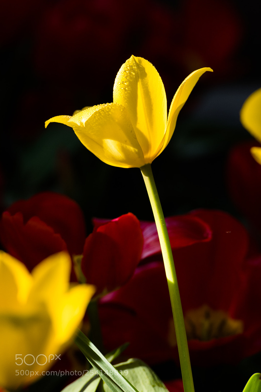 Nikon D850 sample photo. 郁金香-2 photography