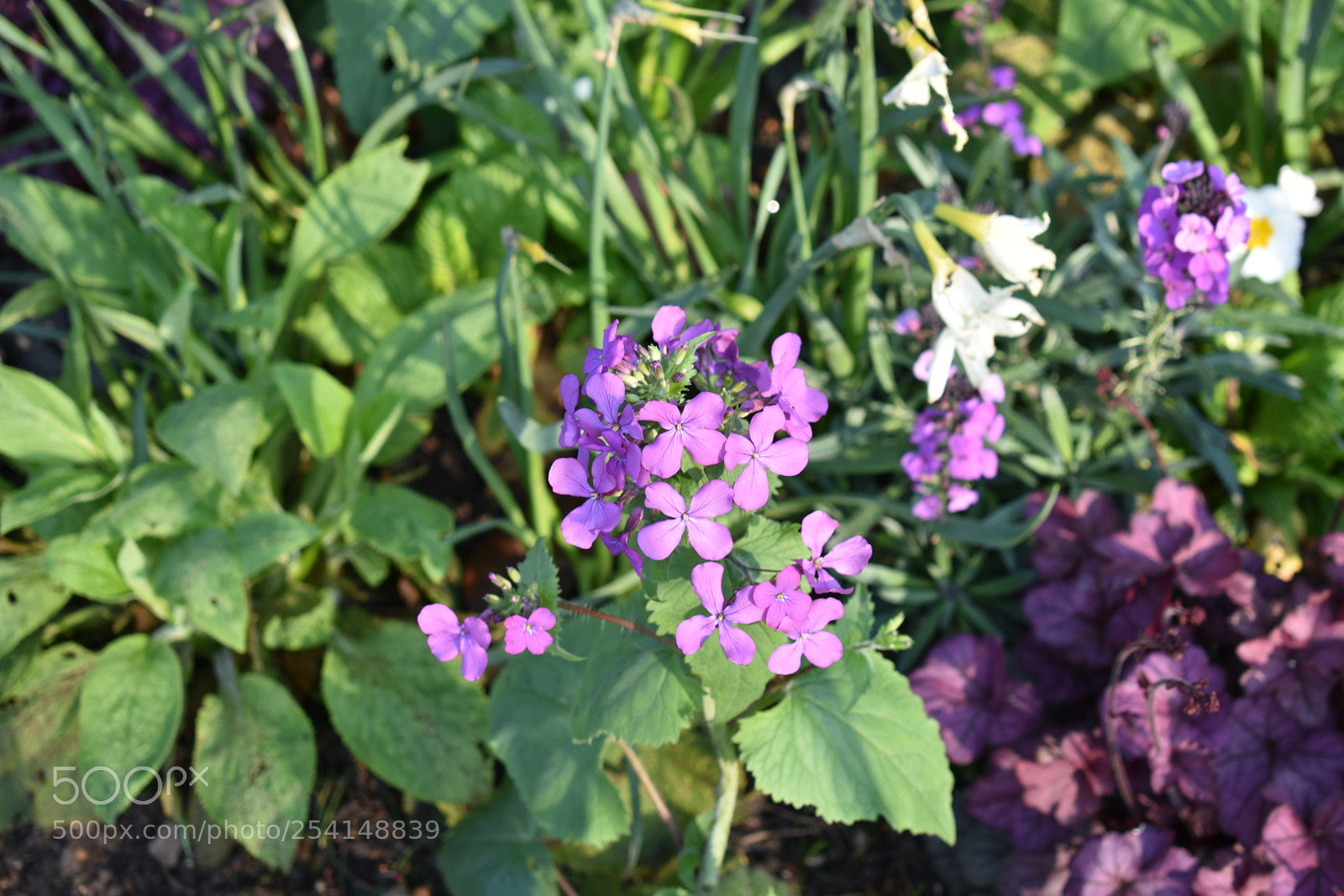 Nikon D3400 sample photo. Wednesday morning, hyde park photography