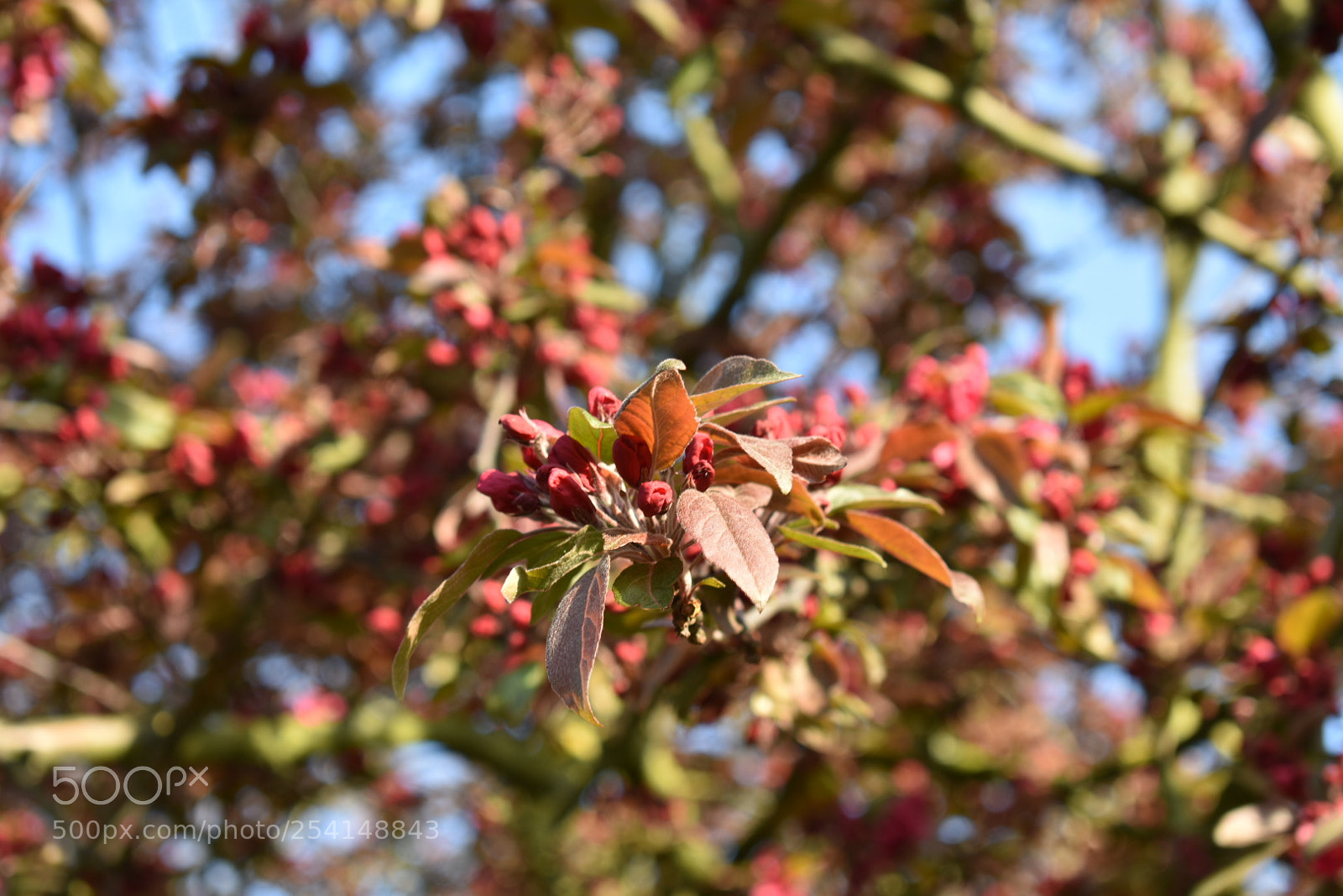 Nikon D3400 sample photo. Wednesday morning, hyde park photography