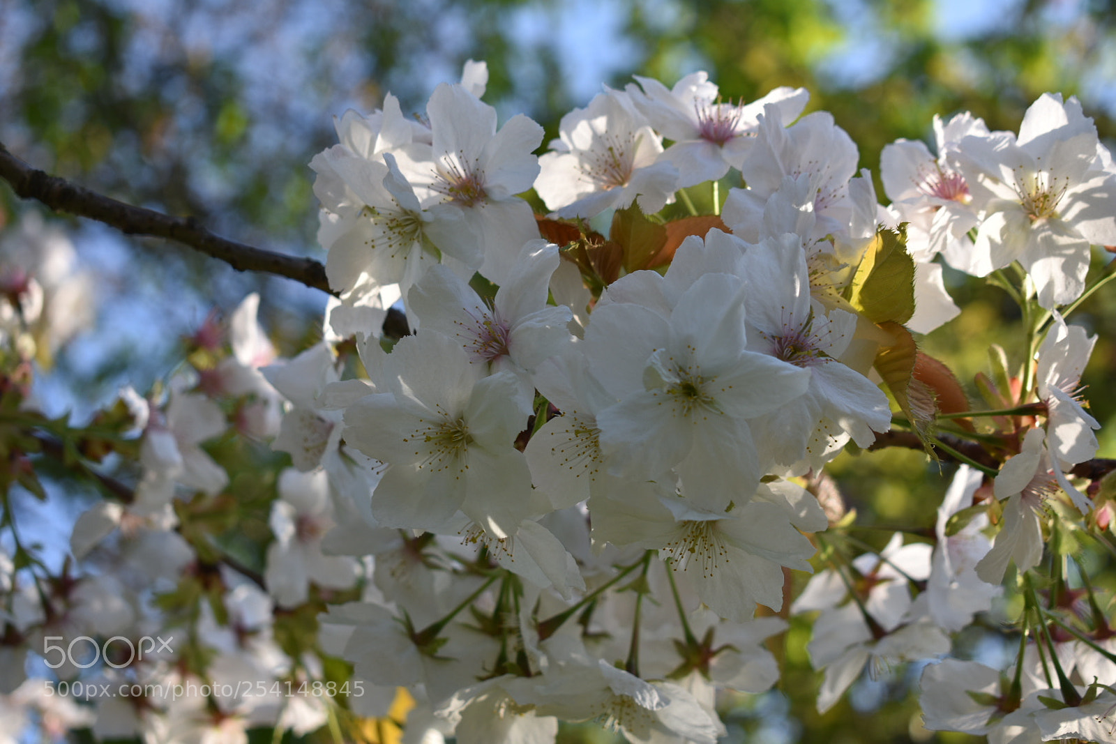 Nikon D3400 sample photo. Wednesday morning, hyde park photography