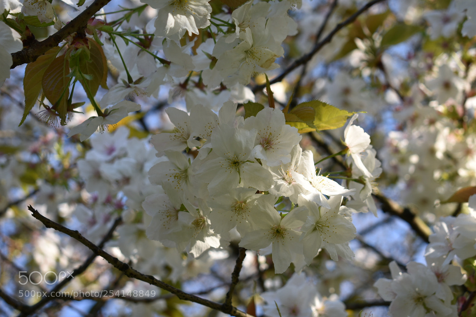 Nikon D3400 sample photo. Wednesday morning, hyde park photography