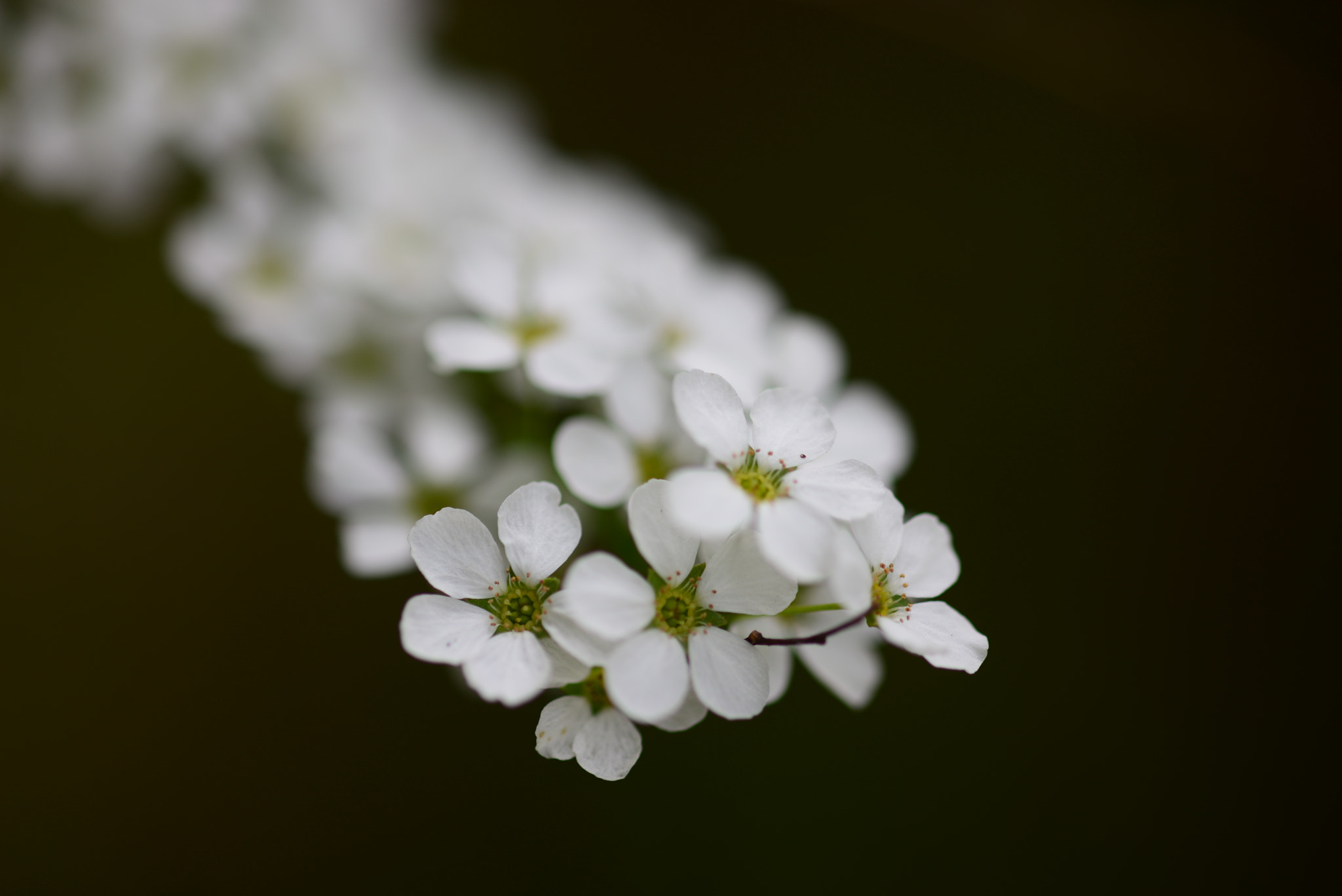 ZEISS Makro-Planar T* 100mm F2 sample photo. Dsc photography