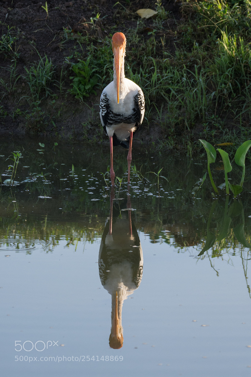 Nikon D7200 sample photo. Painted stork dsc_7180) photography