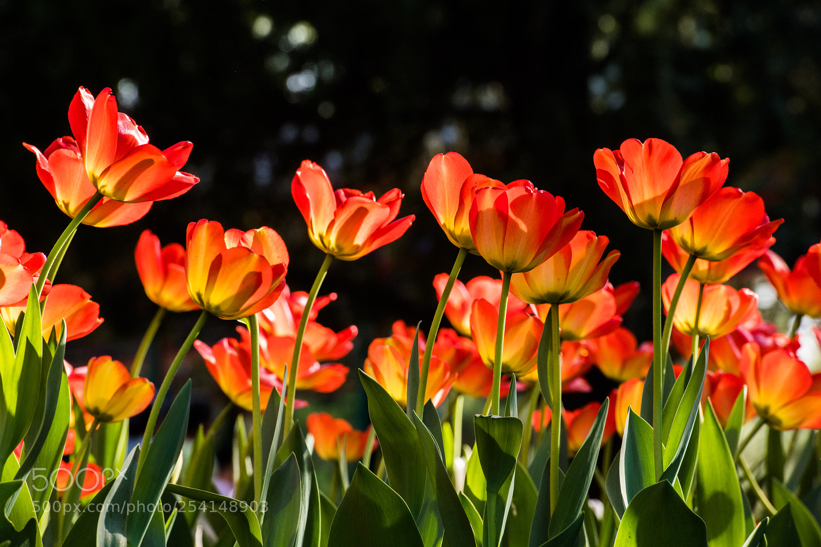 Nikon D850 sample photo. 郁金香-3 photography