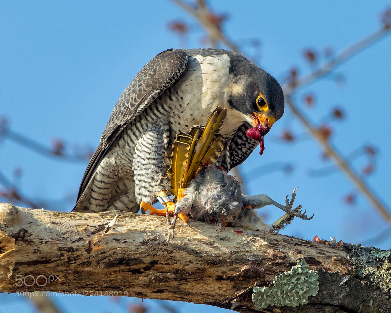 Canon EOS 7D Mark II sample photo. Falcon feast photography