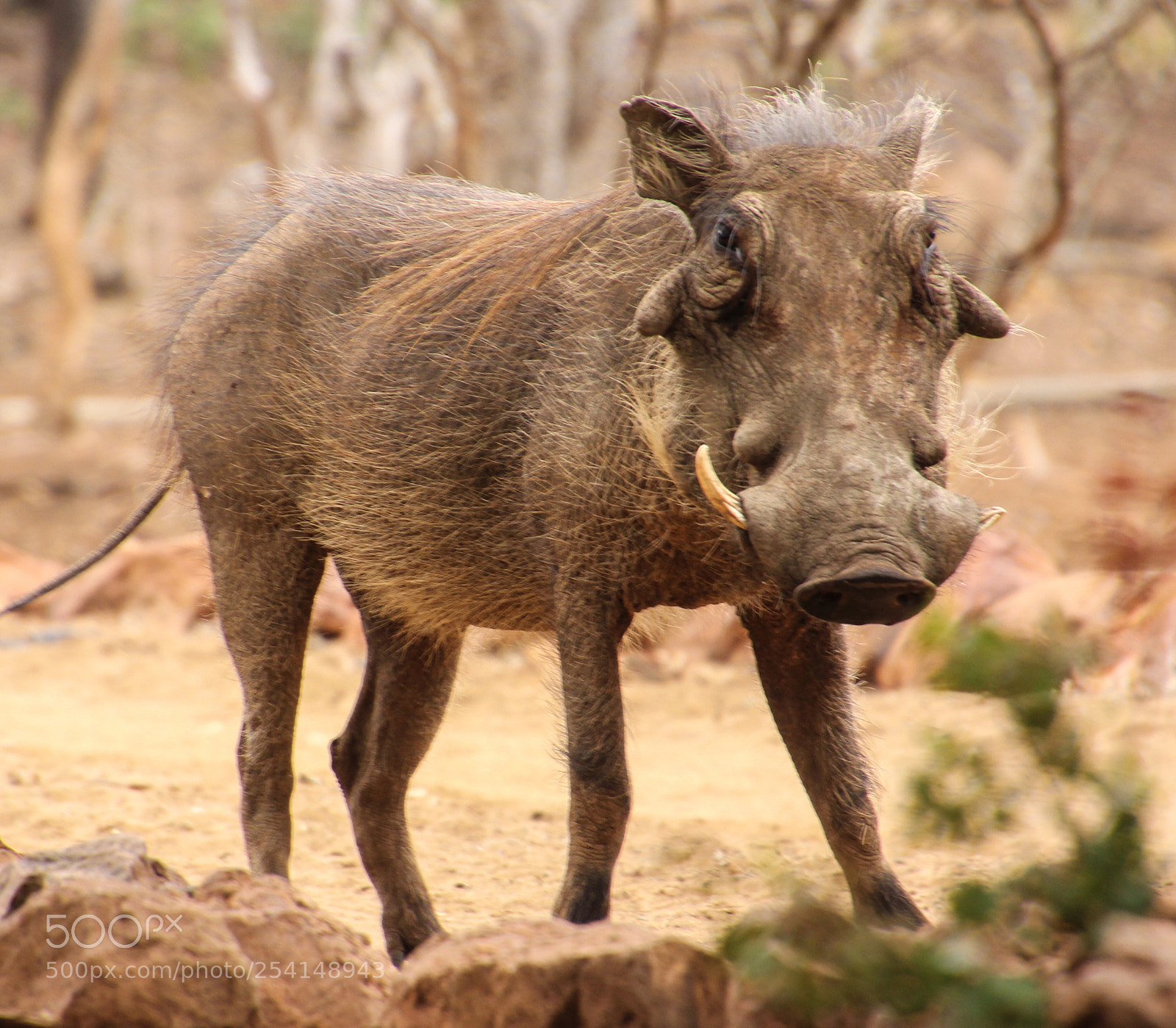 Canon EOS 60D sample photo. Warthog photography