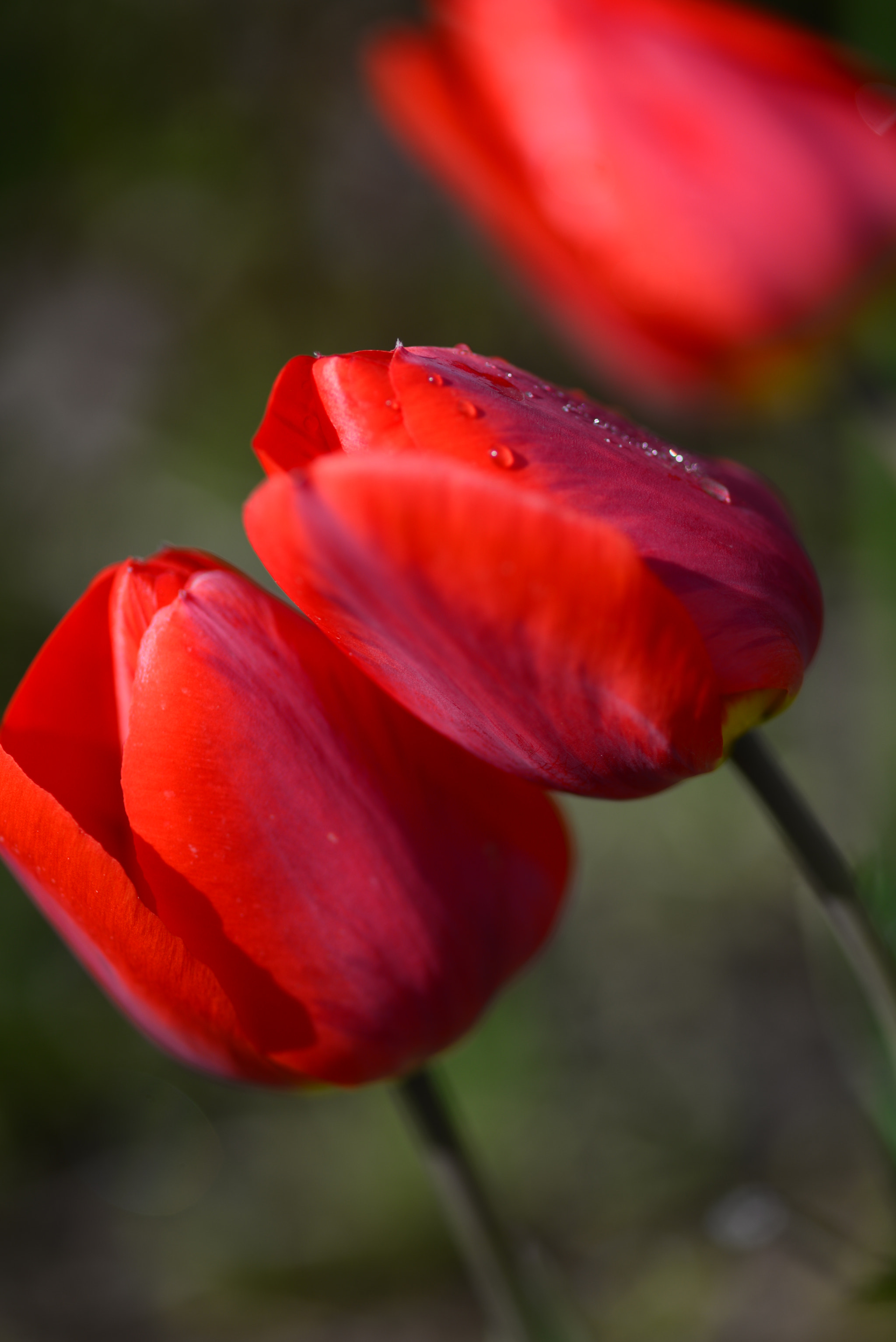 ZEISS Makro-Planar T* 100mm F2 sample photo. Dsc photography