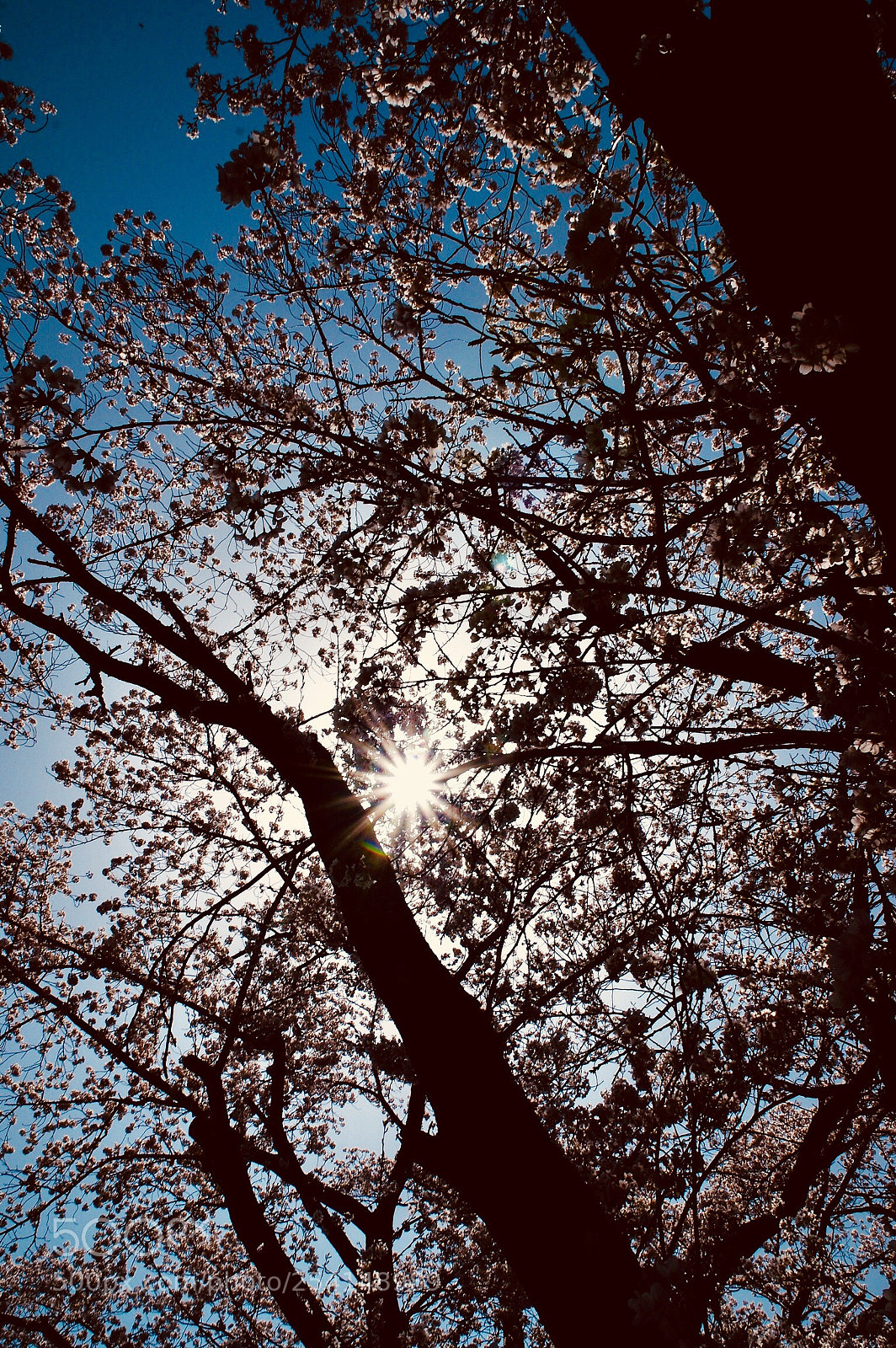 Pentax K-3 II sample photo. Sakura with spring sunshine  photography