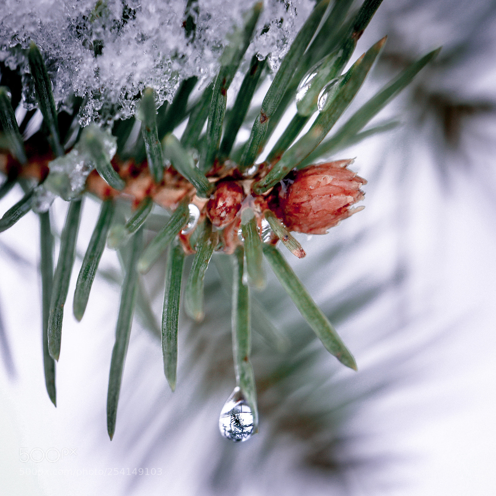 Canon EOS 5D Mark IV sample photo. Spring?? photography
