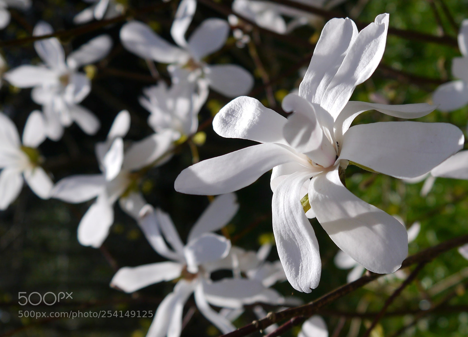 Panasonic Lumix DMC-G3 sample photo. Magnolia photography