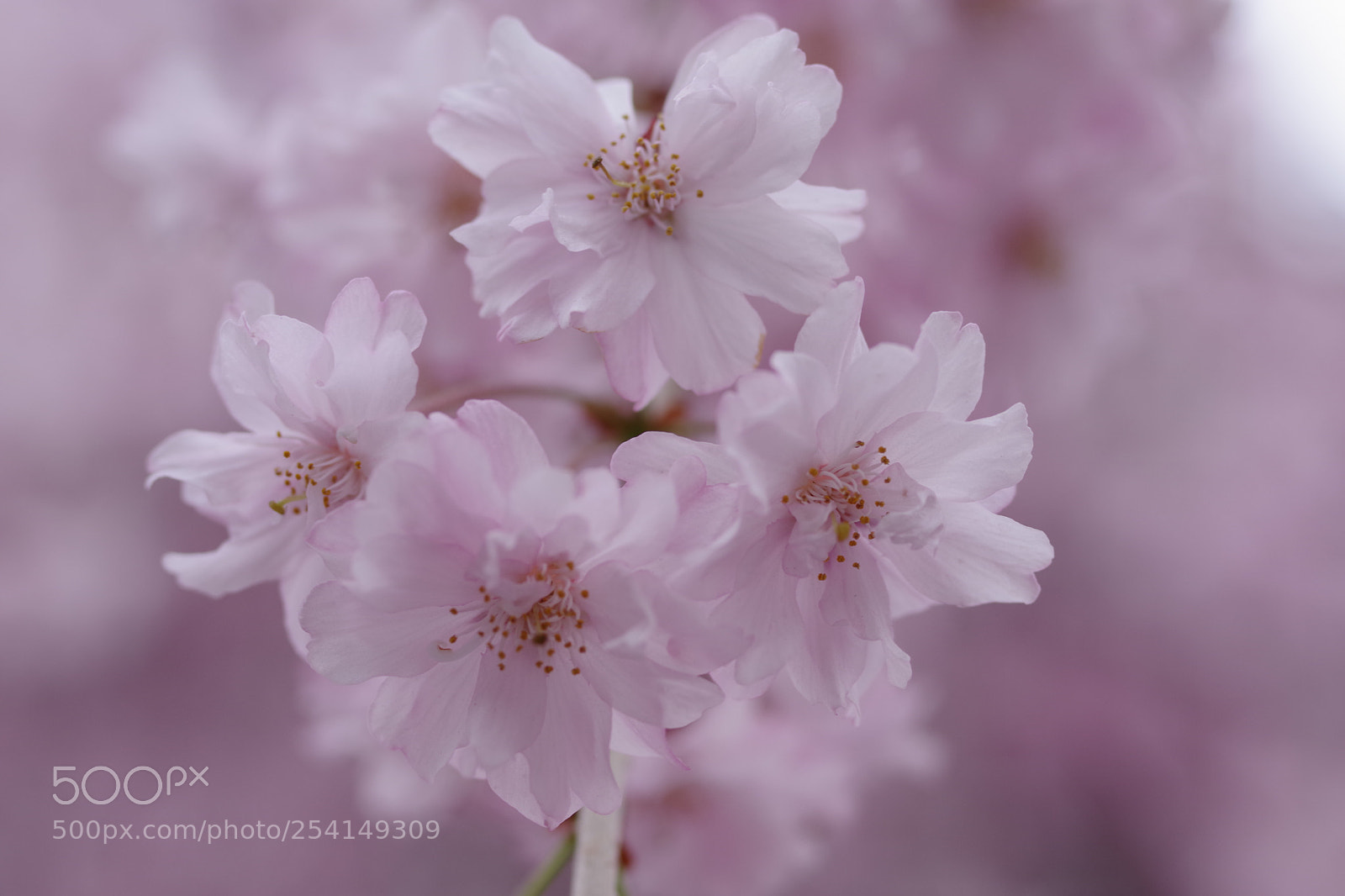 Pentax K-70 sample photo. Untitled photography