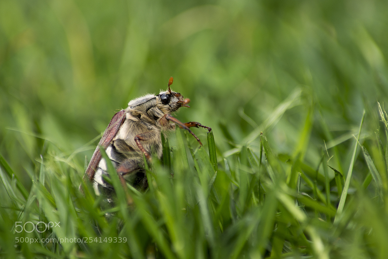 Nikon D610 sample photo. May bug photography