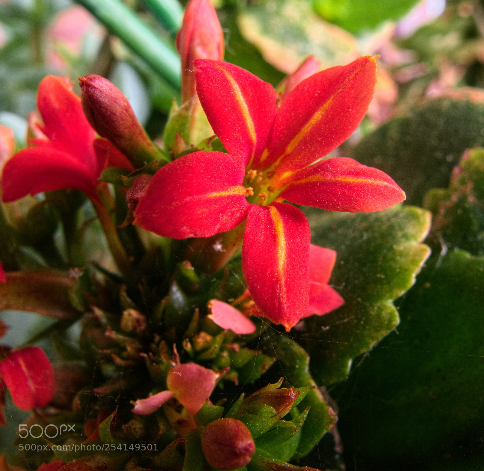 Canon PowerShot G10 sample photo. ... red kalanchoe photography