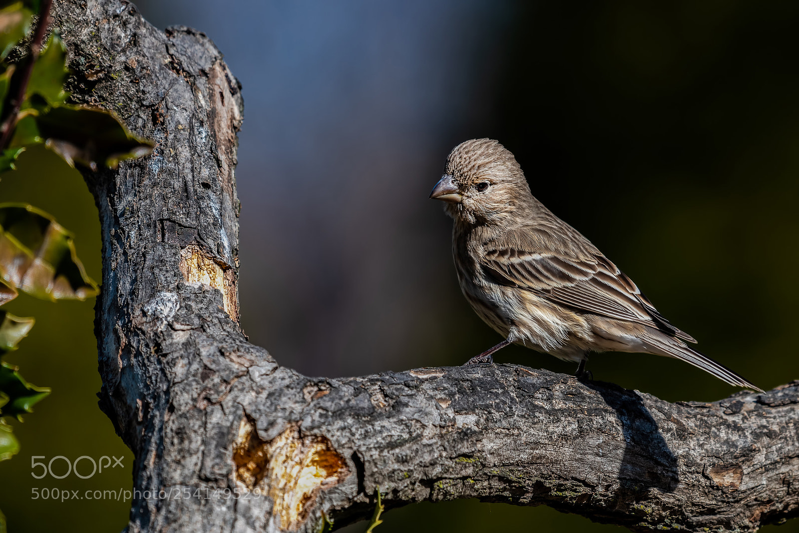 Nikon D850 sample photo. House finch photography