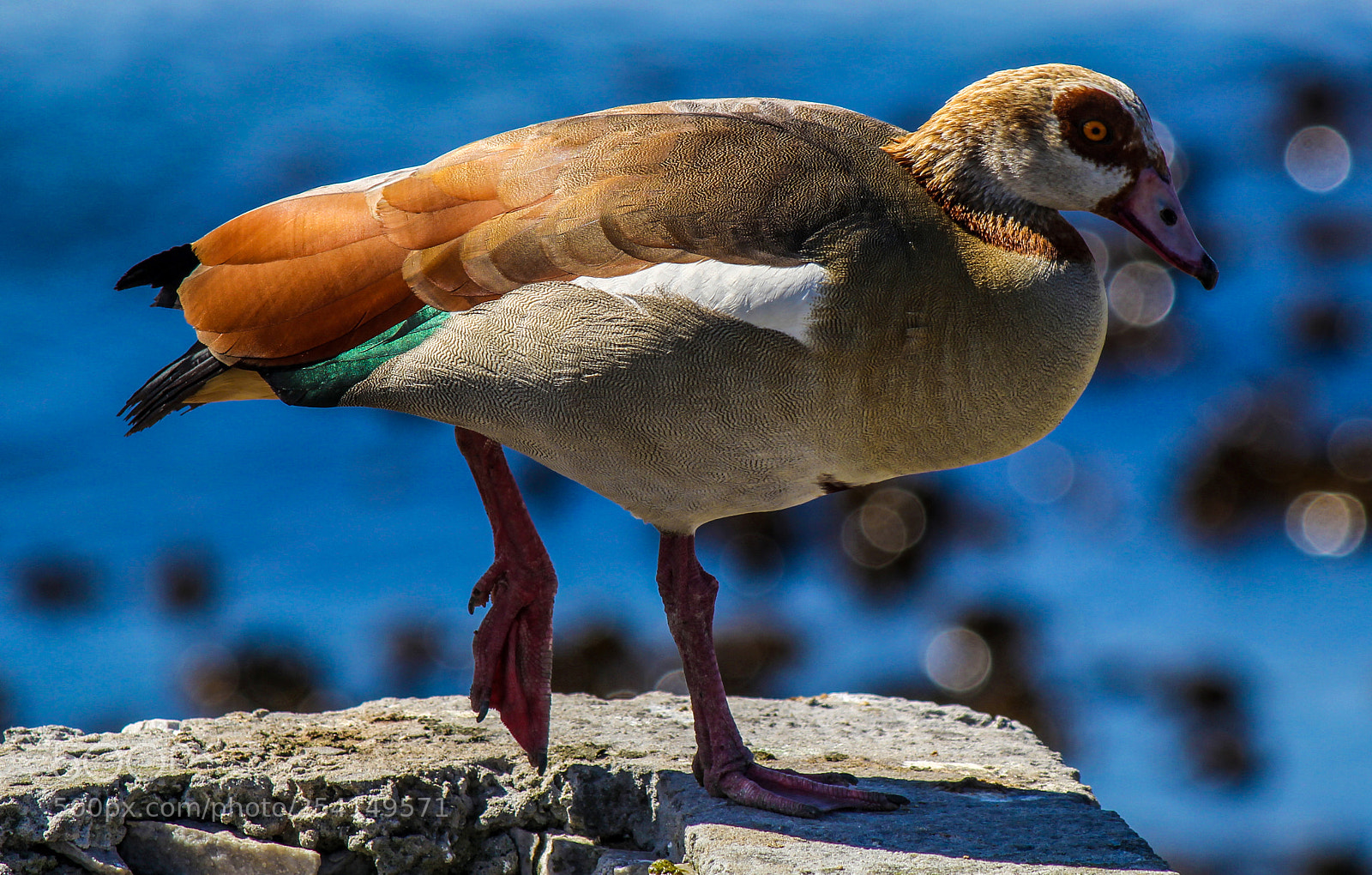 Canon EOS 60D sample photo. Duck photography