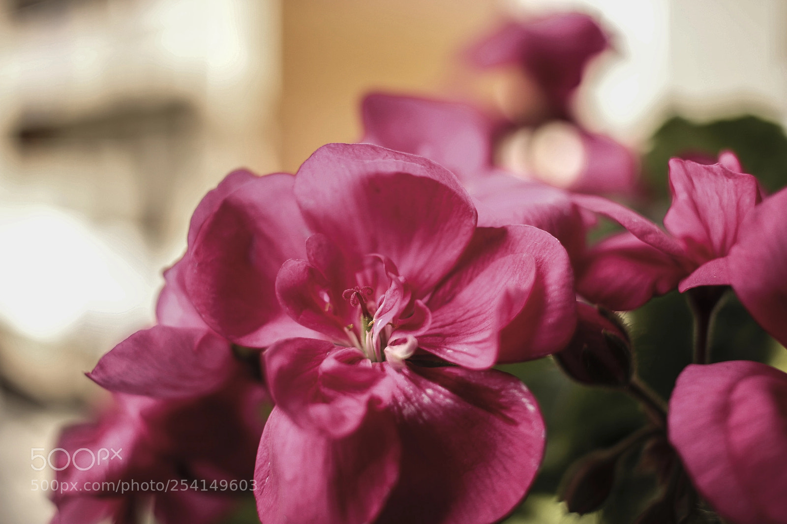 Canon EOS 550D (EOS Rebel T2i / EOS Kiss X4) sample photo. Flower photography