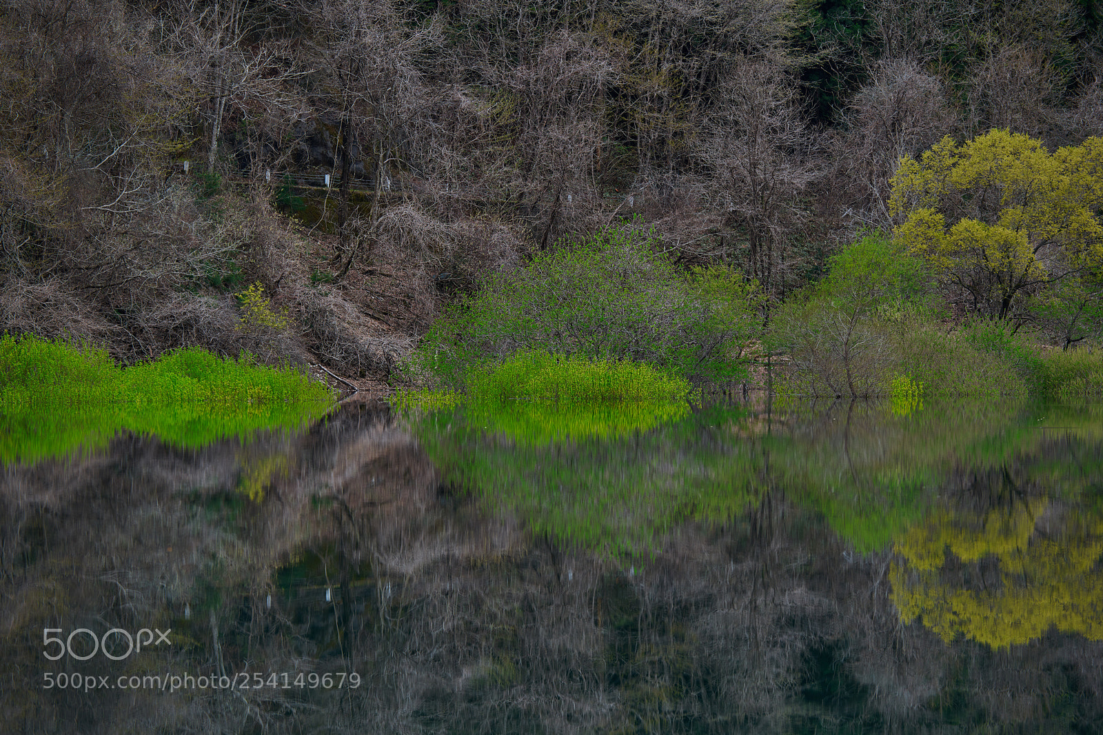 Nikon D850 sample photo. Fresh green sprout photography